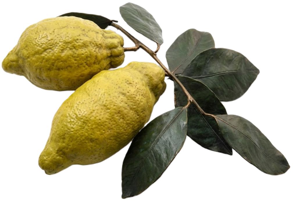 Living Sfusato lemons with leaves — the botanical source
