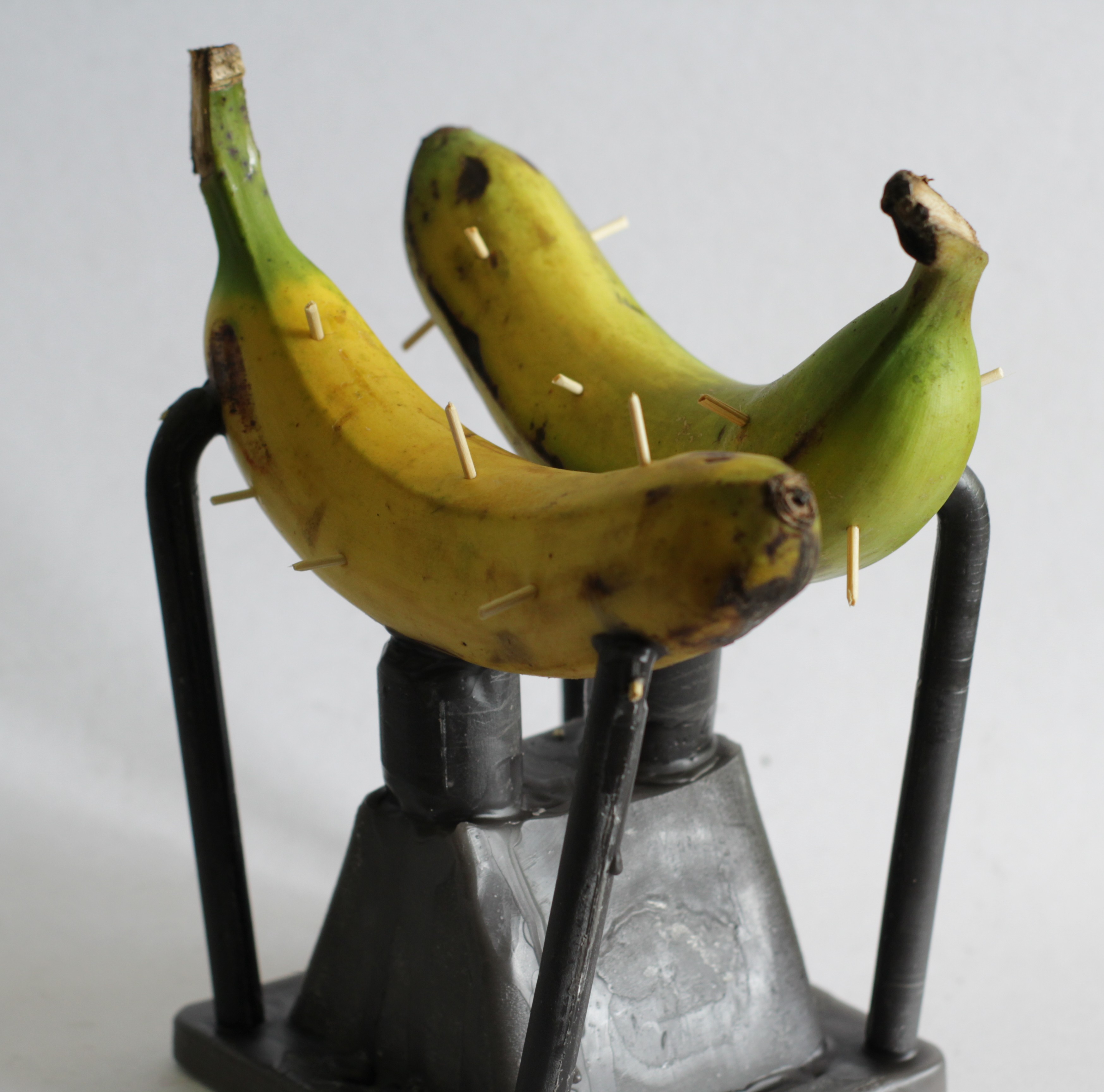 Musa specimens in registration jig with toothpick pins — pre-transmutation